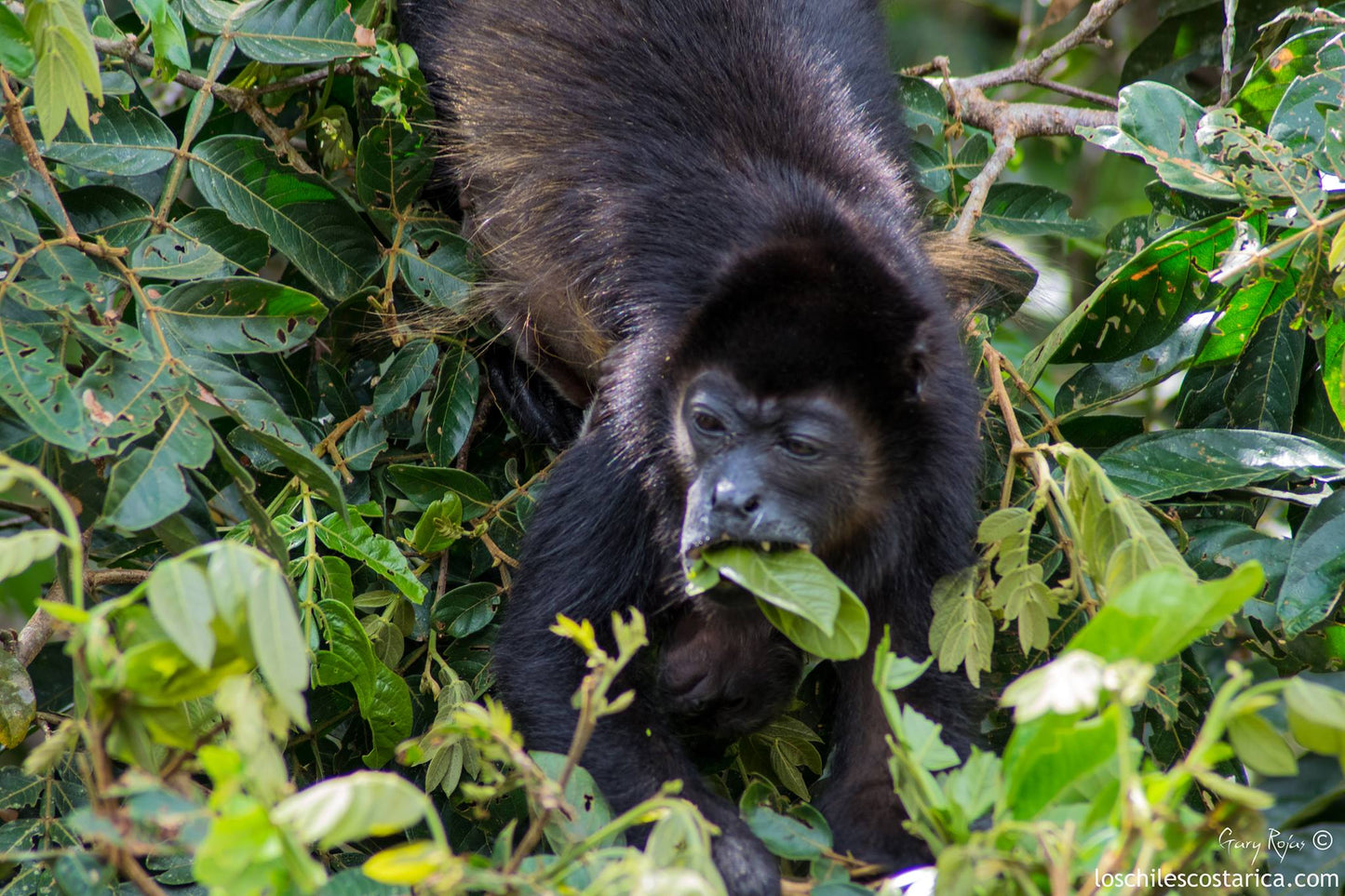 Costa Rica and Nicaragua river border boat cruise, "Face to Face with Nature".