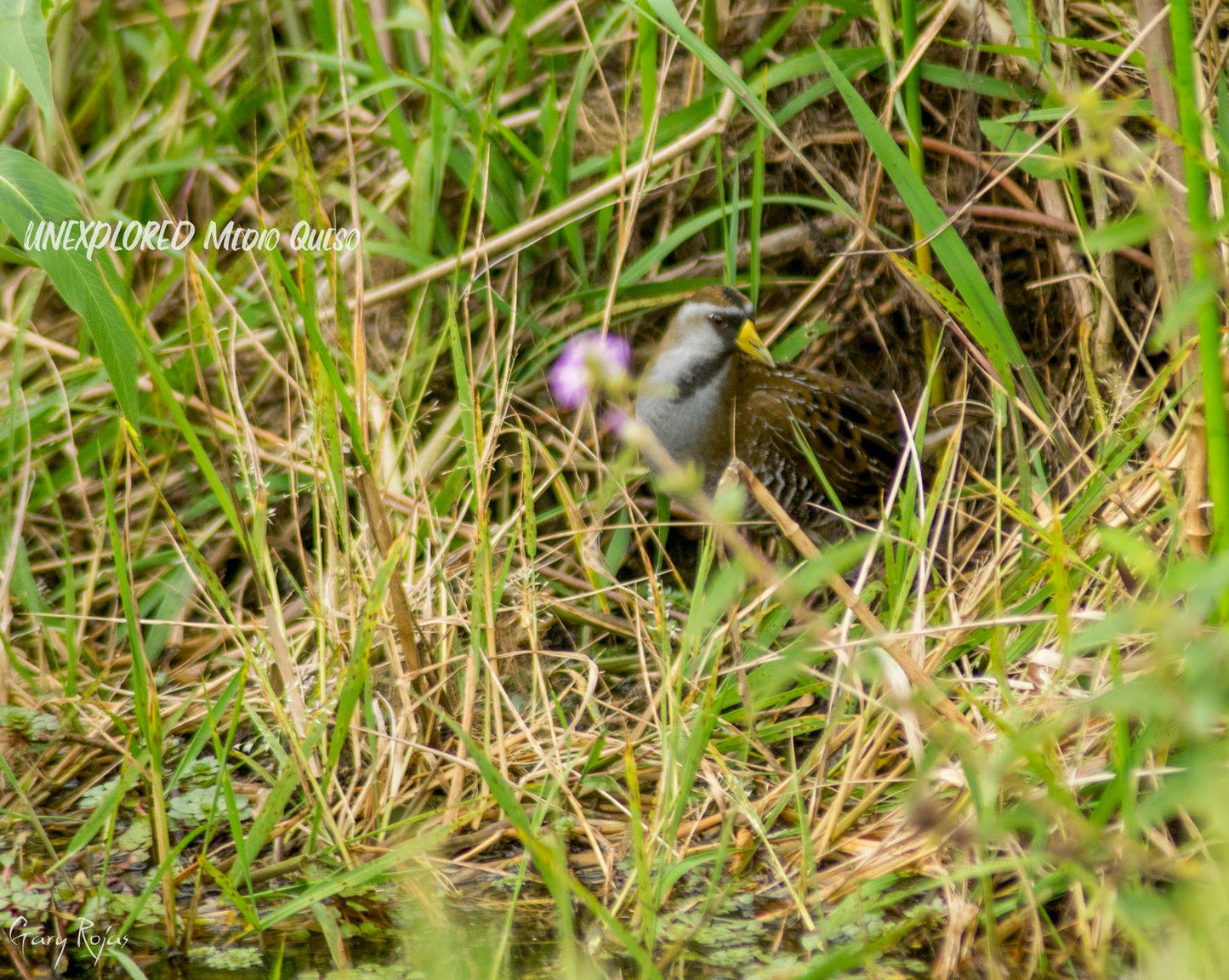 Medio Queso Wetlands, "Birders Paradise" Boat Tour.